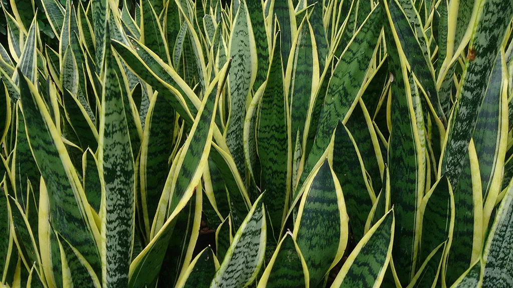 Sansevieria (Lưỡi hổ)