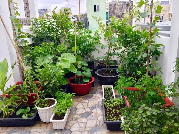 Sân vườn với chậu cảnh