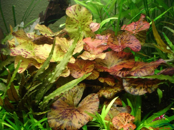 sc3bang-the1bba7y-sinh Súng thủy sinh