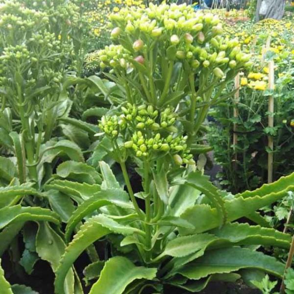 sống đời lá dài