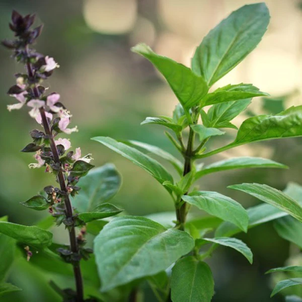 se1bbad-de1bba5ng-hc3bang-que1babf Sử dụng húng quế