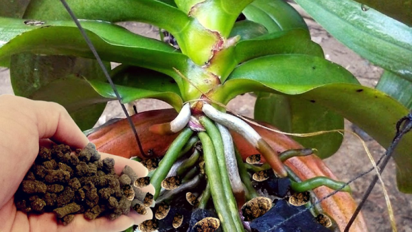 sử dụng phân bón NPK để giúp cây có thể phát triển