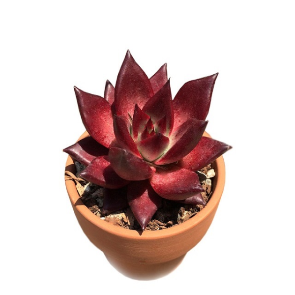 sen đá đế vương đỏ