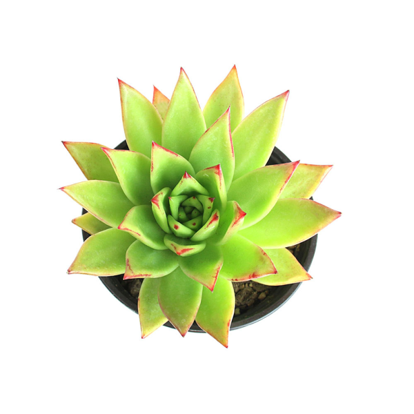 sen đá đế vương tượng trưng cho tài lộc