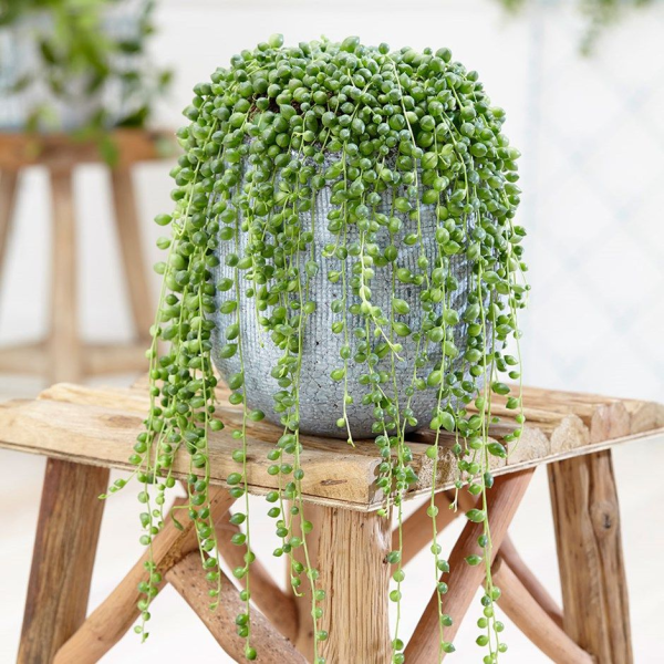 sen-c491c3a1-gie1bb8dt-nc6b0e1bb9bc-1 sen đá giọt nước