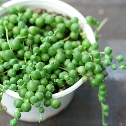 sen-c491c3a1-gie1bb8dt-nc6b0e1bb9bc-2 sen đá giọt nước