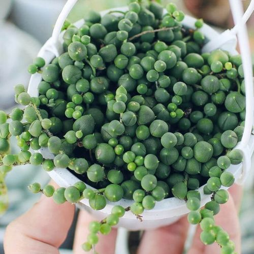 sen-c491c3a1-gie1bb8dt-nc6b0e1bb9bc-ce1baa7n-tre1bb93ng-e1bb9f-nc6a1i-thoc3a1t-nc6b0e1bb9bc-te1bb91t sen đá giọt nước cần trồng ở nơi thoát nước tốt