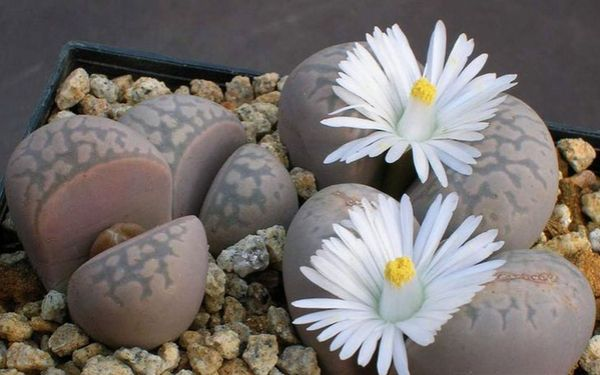 sen đá mông dễ trồng dễ chăm sóc