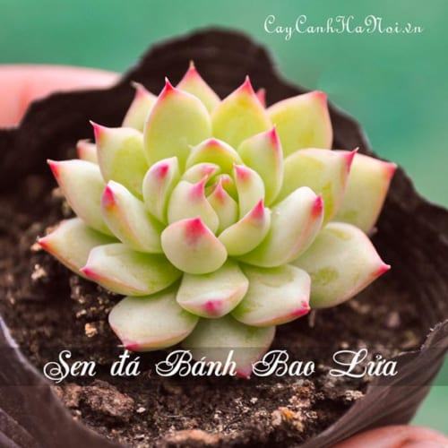 Cây Sen đá Bánh Bao Lửa