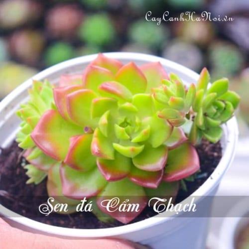 Cây Sen đá Cẩm Thạch