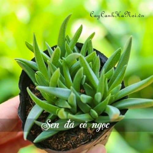 Cây Sen đá cỏ ngọc