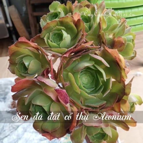 Cây Sen Đá Cổ Thụ Sen đá đất cổ thụ Aeonium