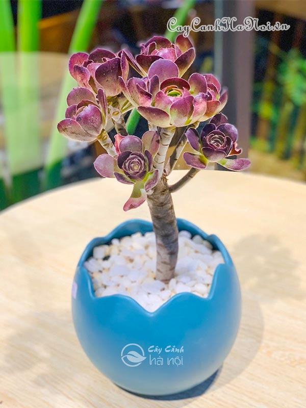 Sen đá cổ thủ Aeonium mang đến vượng khí tốt