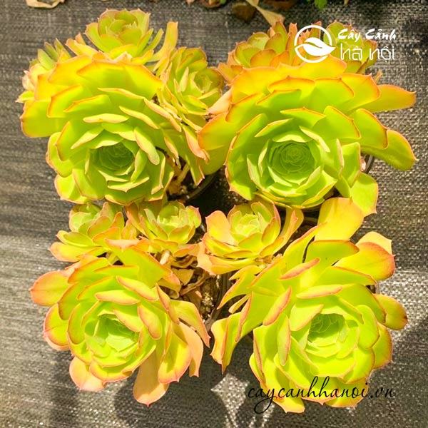 Sen đá cổ thụ aeonium xanh