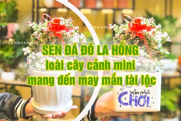 Sen đá đô la hồng – loài cây cảnh mini mang đến may mắn tài lộc