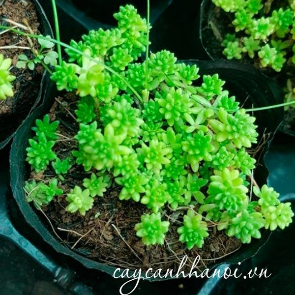 Sen đá sedum xanh