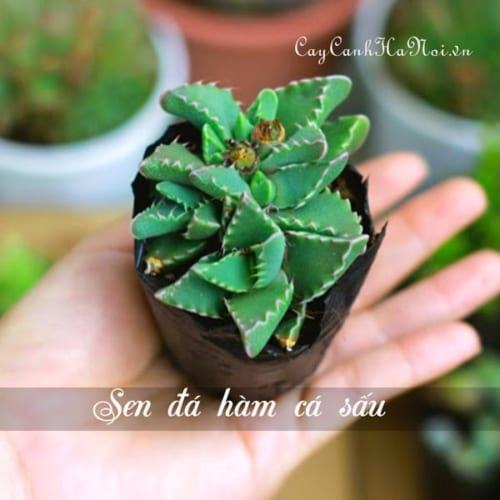 Cây Sen đá Hàm Cá Sấu