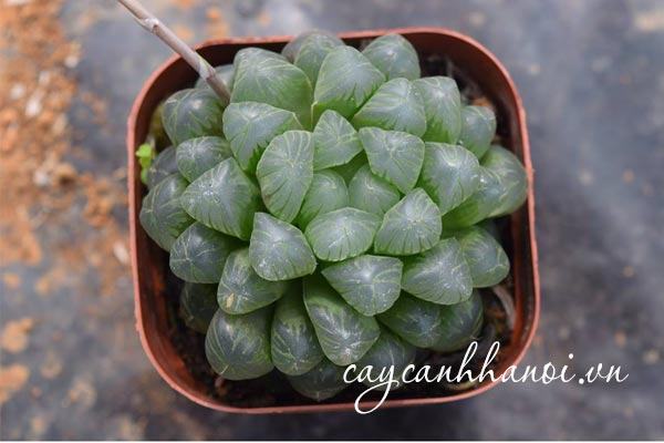 Sen đá Haworthia Cooperi