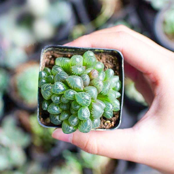 Sen đá Haworthia