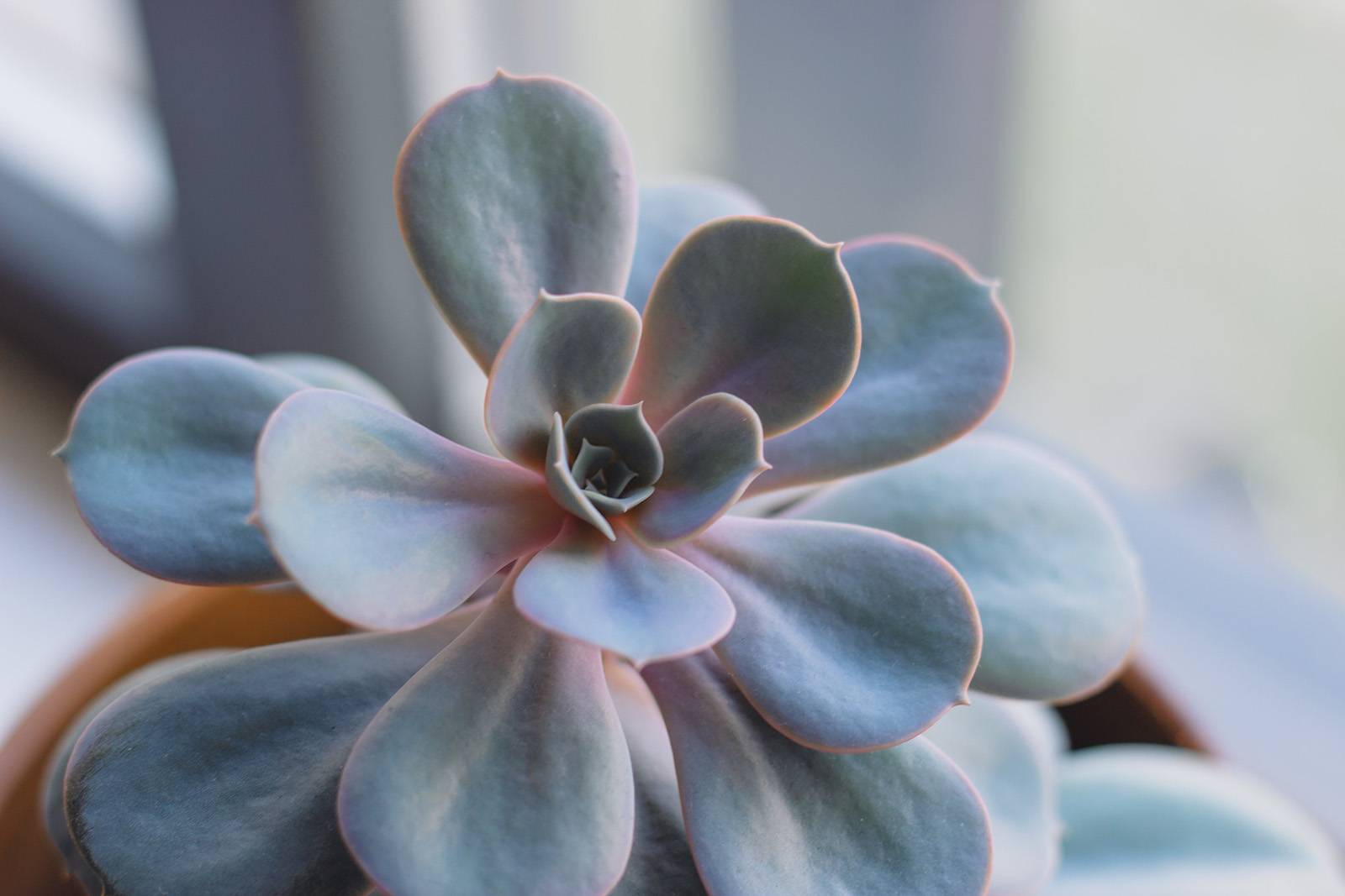 Sen đá hay Hoa đá thực chất là cây gì?