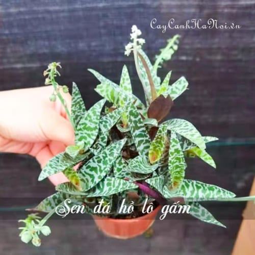 Cây Sen đá hồ lô gấm