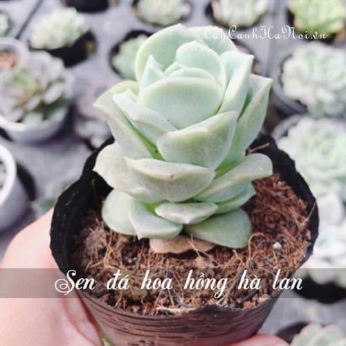 Cây sen đá hoa hồng hà lan