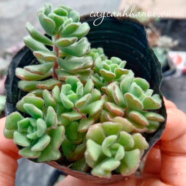 Sen đá sedum hoa hồng Pháp xanh