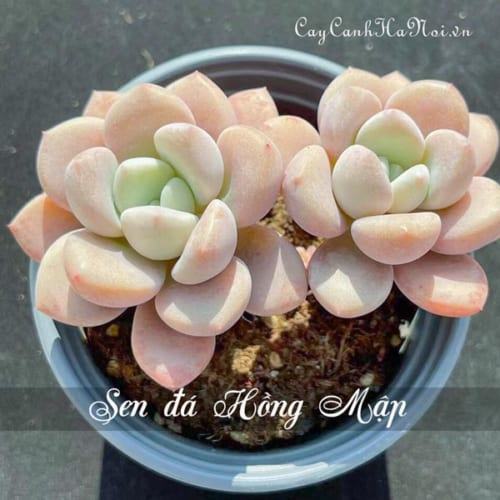 Cây Sen đá Hồng Mập