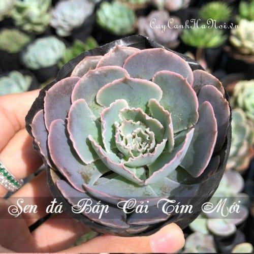 Cây Sen đá Bắp Cải Tím Mới