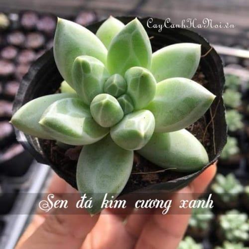 Cây Sen đá Kim Cương Xanh