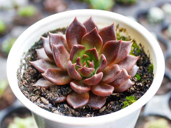 sen-da-nau-vcv sen-da-nau-vcv.jpg