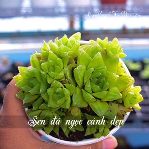 Cây Sen đá Ngọc Cánh Dẹt