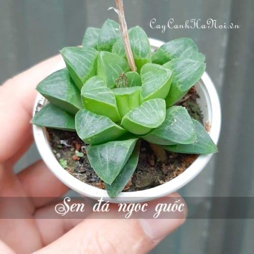 Cây Sen đá ngọc Guốc