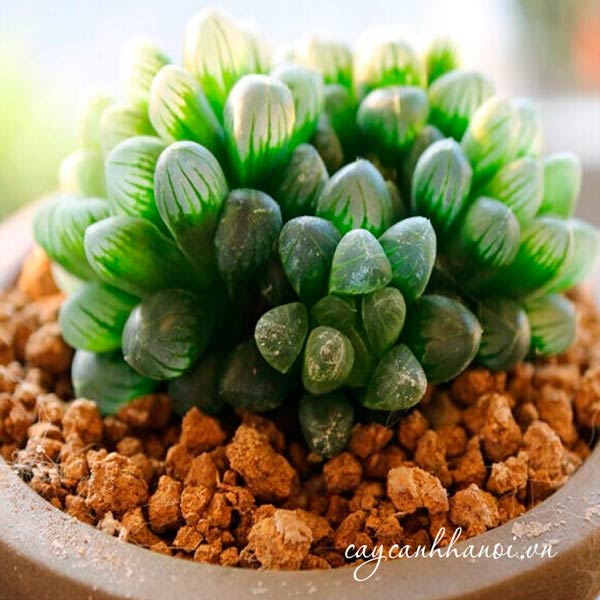 Sen đá ngọc Haworthia cooperi