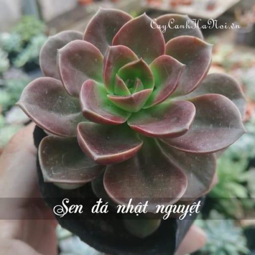 Cây Sen đá nhật nguyệt