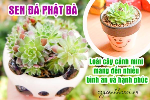 Sen Đá Phật Bà – Loài cây cảnh mini mang đến nhiều bình an và hạnh phúc