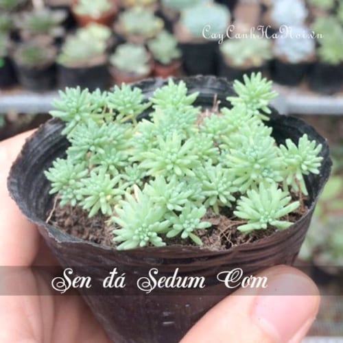 Cây Sen đá Sedum cơm