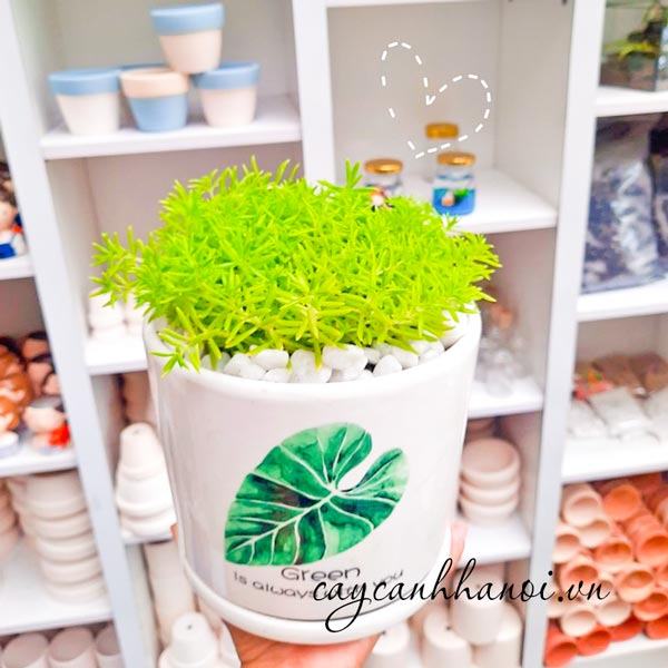 Sen đá sedum dạ quang trồng để bàn