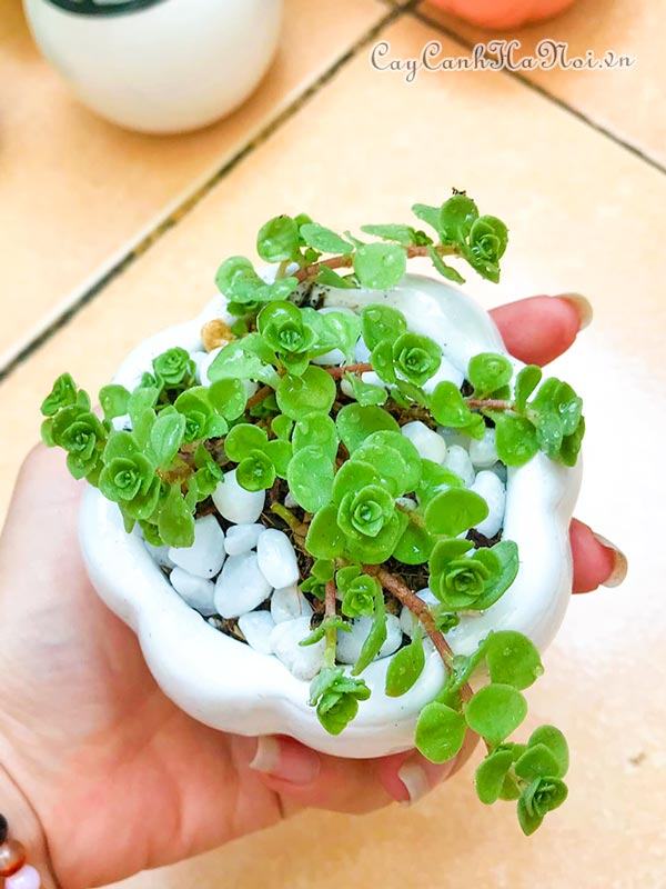 Sen đá sedum đồng tiền đại diện cho tài lộc