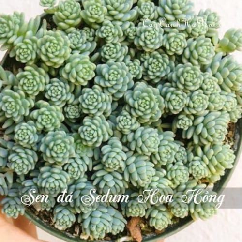 Cây Sen đá Sedum Hoa Hồng