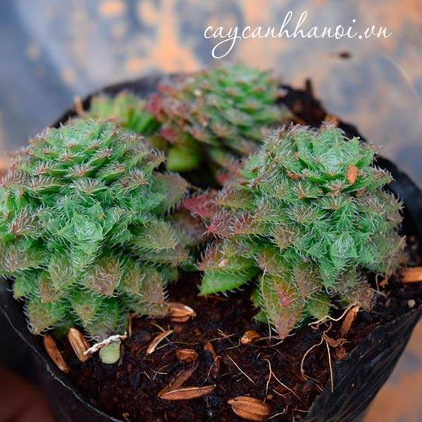 Cây sen đá sedum lông còn có tên gội khác là sen đá sedum phật bà lông