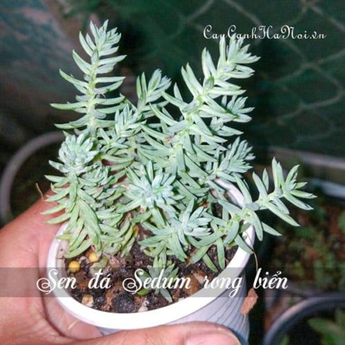 Cây Sen đá Sedum rong biển