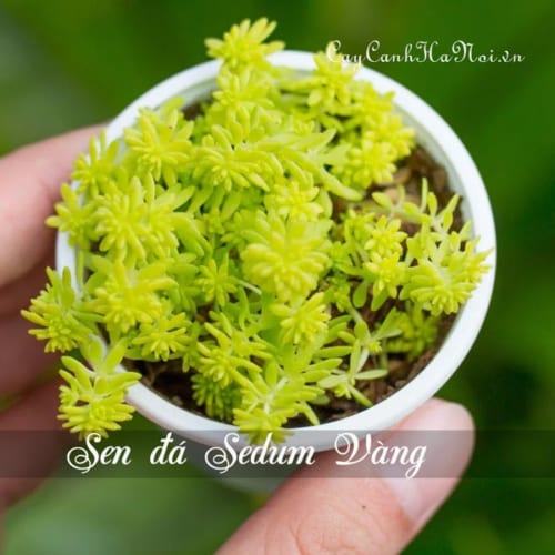 Cây sen đá Sedum vàng