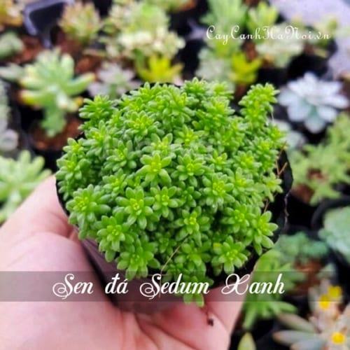 Cây Sen đá Sedum xanh