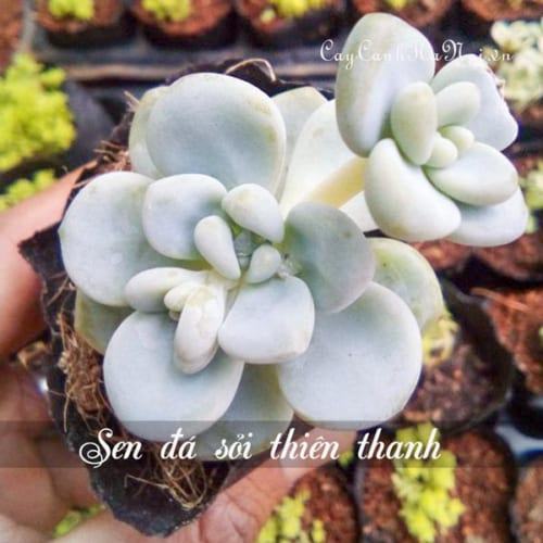 Cây sen đá sỏi thiên thanh