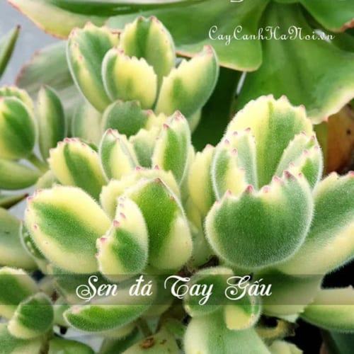 Cây Sen đá Tay Gấu