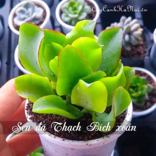 Cây Sen đá thạch bích lá xoắn