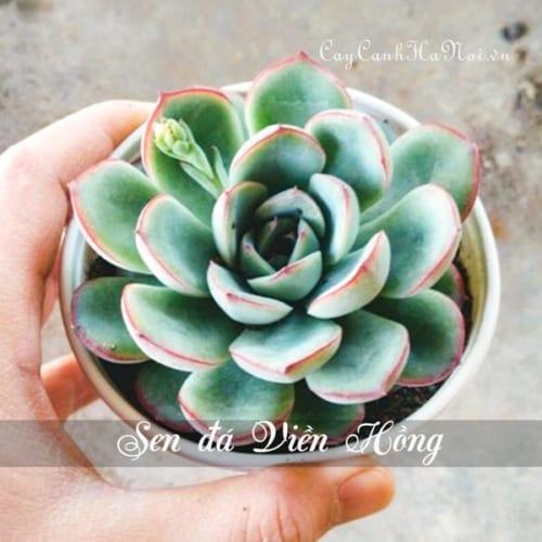 Cây Sen đá Viền Hồng