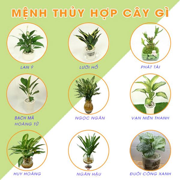 Tuổi quý hợi hợp cây cảnh mệnh Thủy