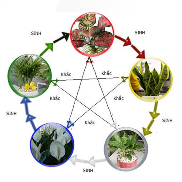 Người tuổi quý hợi nên hạn chế các loài cây mệnh mộc